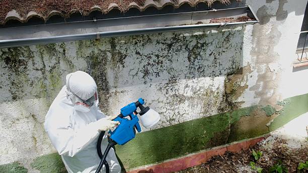 Mold Removal service in Ridgefield Park